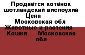 Продаётся котёнок шотландский вислоухий  › Цена ­ 5 000 - Московская обл. Животные и растения » Кошки   . Московская обл.